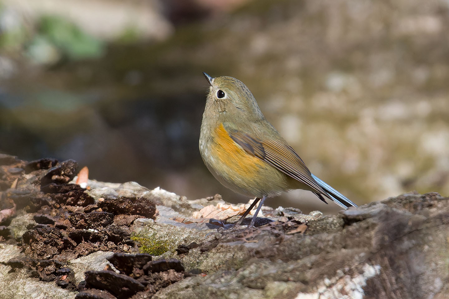 Canon EOS 60D + TAMRON SP 150-600mm F/5-6.3 Di VC USD (A011) and DxO PureRAW 3