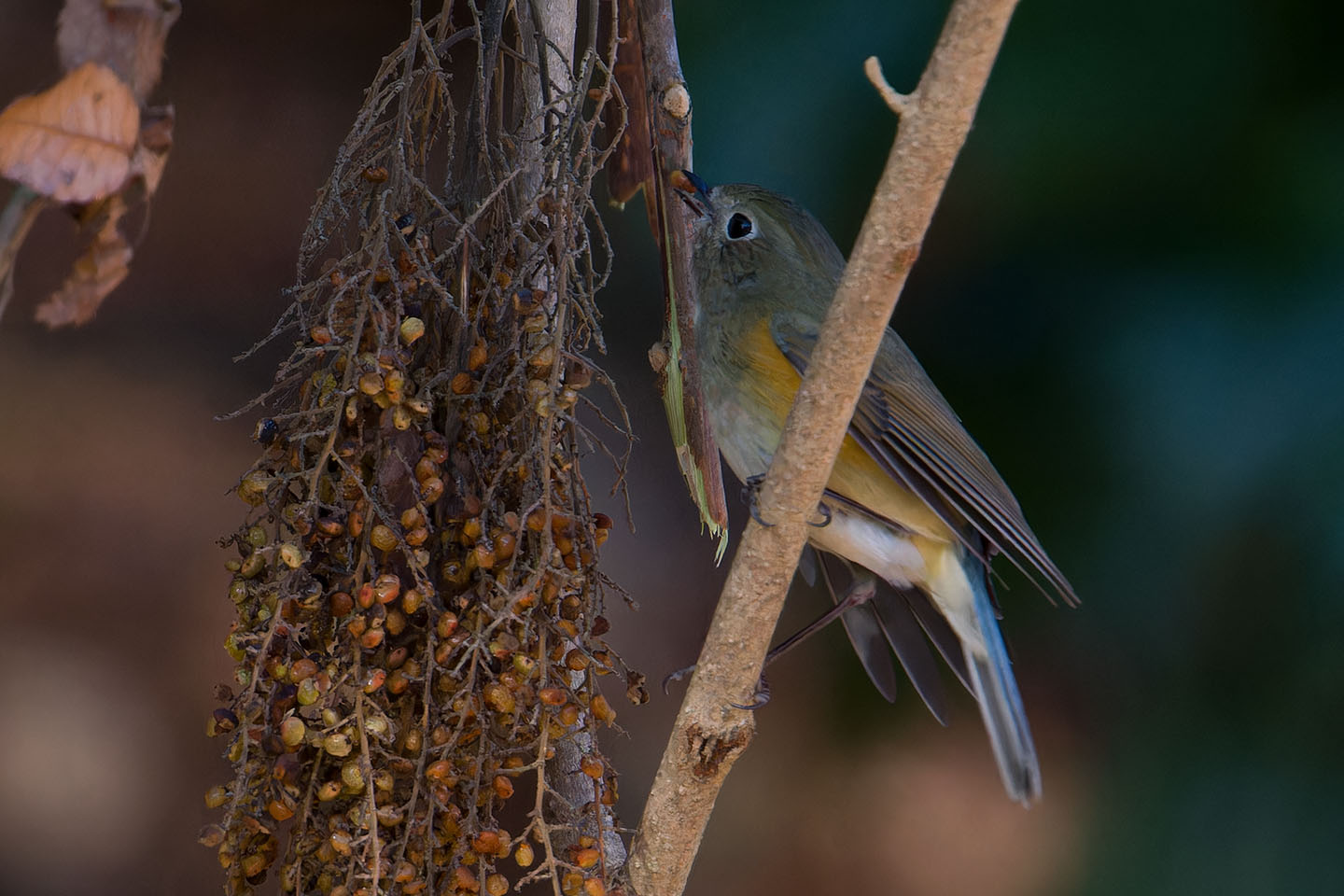 Canon EOS 60D + TAMRON SP 150-600mm F/5-6.3 Di VC USD (A011) and DxO PureRAW 3