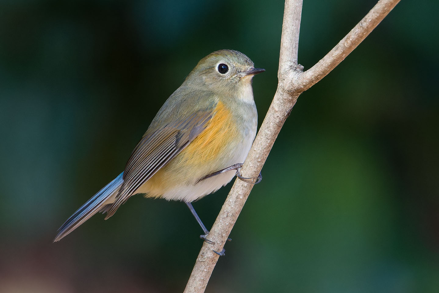 Canon EOS 60D + TAMRON SP 150-600mm F/5-6.3 Di VC USD (A011) and DxO PureRAW 3