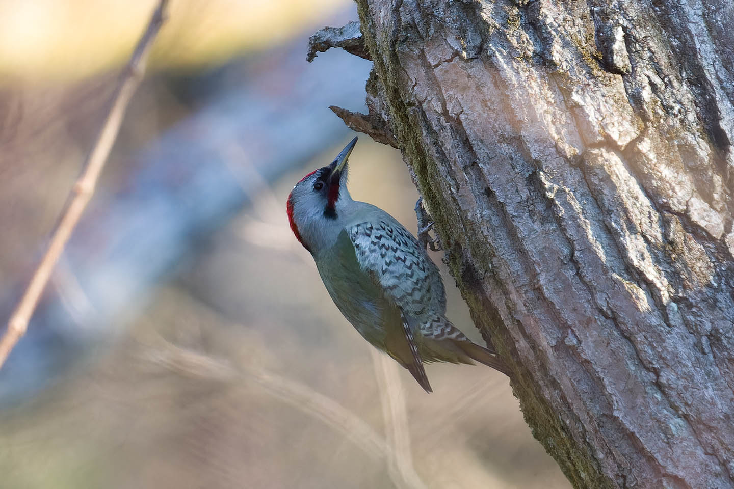Canon EOS 60D + TAMRON SP 150-600mm F/5-6.3 Di VC USD (A011) and DxO PureRAW 3
