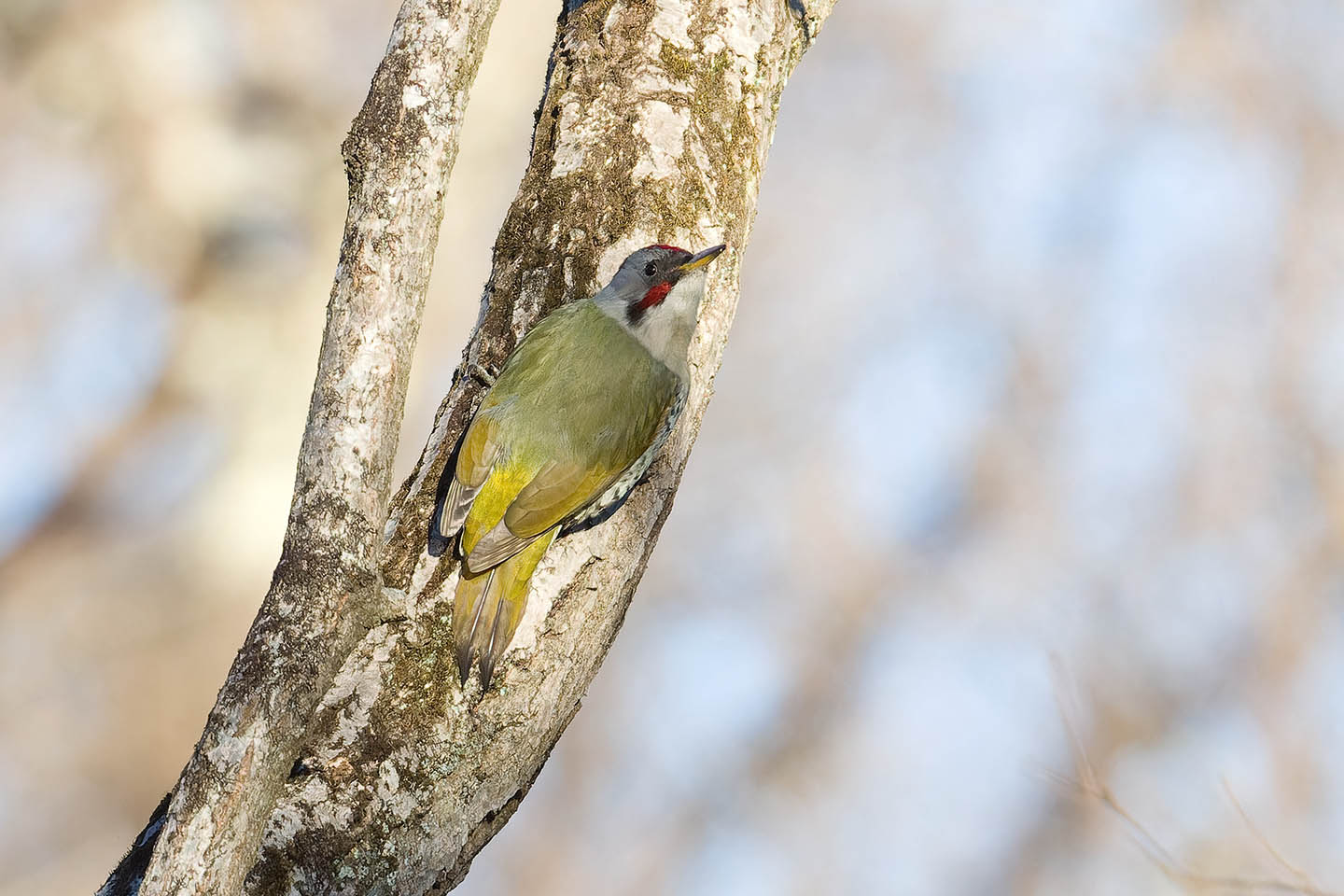 Canon EOS 60D + TAMRON SP 150-600mm F/5-6.3 Di VC USD (A011) and DxO PureRAW 3