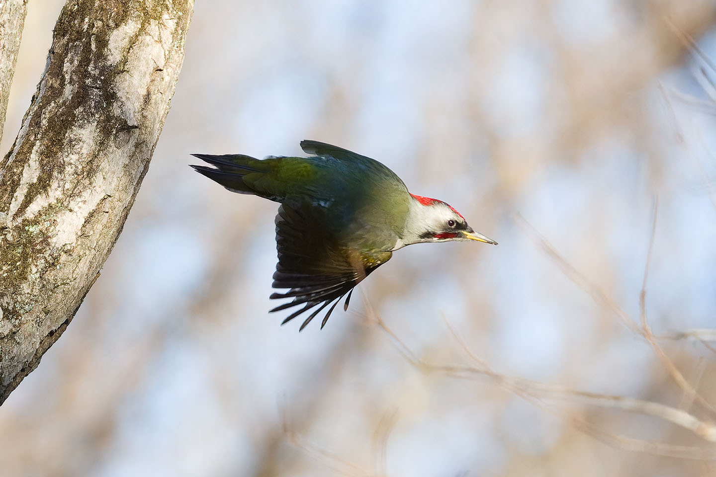 Canon EOS 60D + TAMRON SP 150-600mm F/5-6.3 Di VC USD (A011) and DxO PureRAW 3