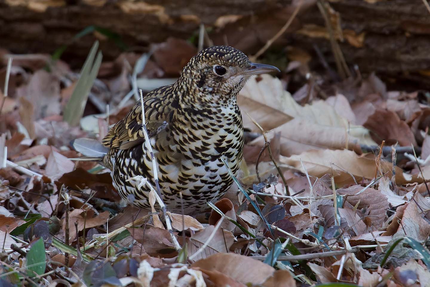 Canon EOS 60D + TAMRON SP 150-600mm F/5-6.3 Di VC USD (A011) and DxO PureRAW 3