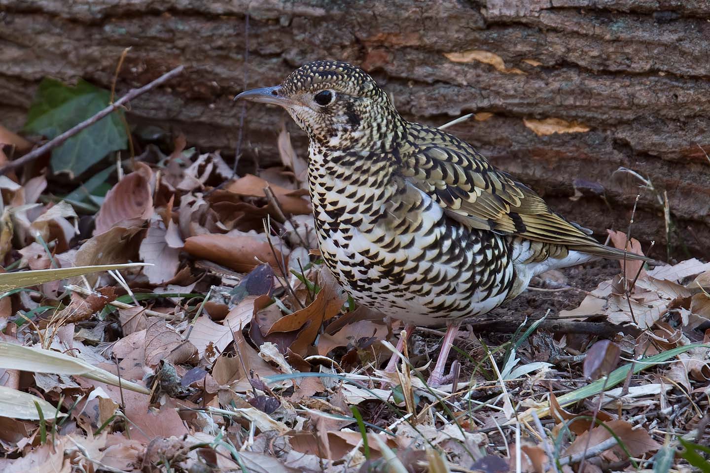 Canon EOS 60D + TAMRON SP 150-600mm F/5-6.3 Di VC USD (A011) and DxO PureRAW 3