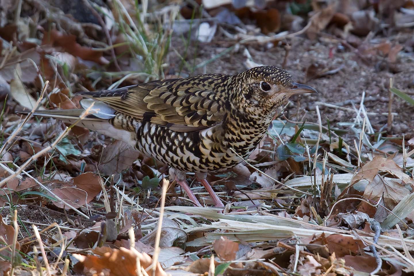 Canon EOS 60D + TAMRON SP 150-600mm F/5-6.3 Di VC USD (A011) and DxO PureRAW 3