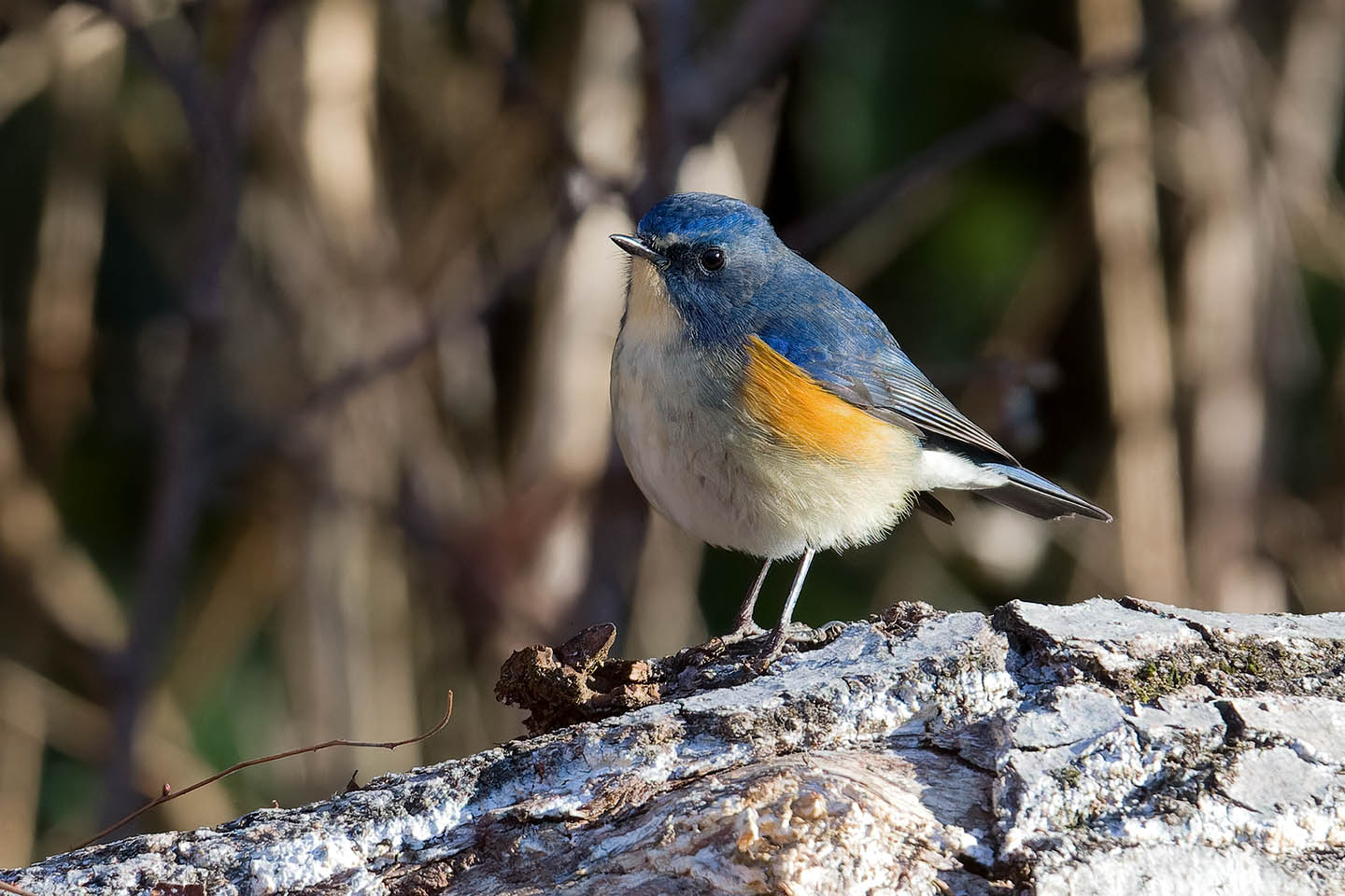 Canon EOS 60D + TAMRON SP 150-600mm F/5-6.3 Di VC USD (A011) and DxO PureRAW 3