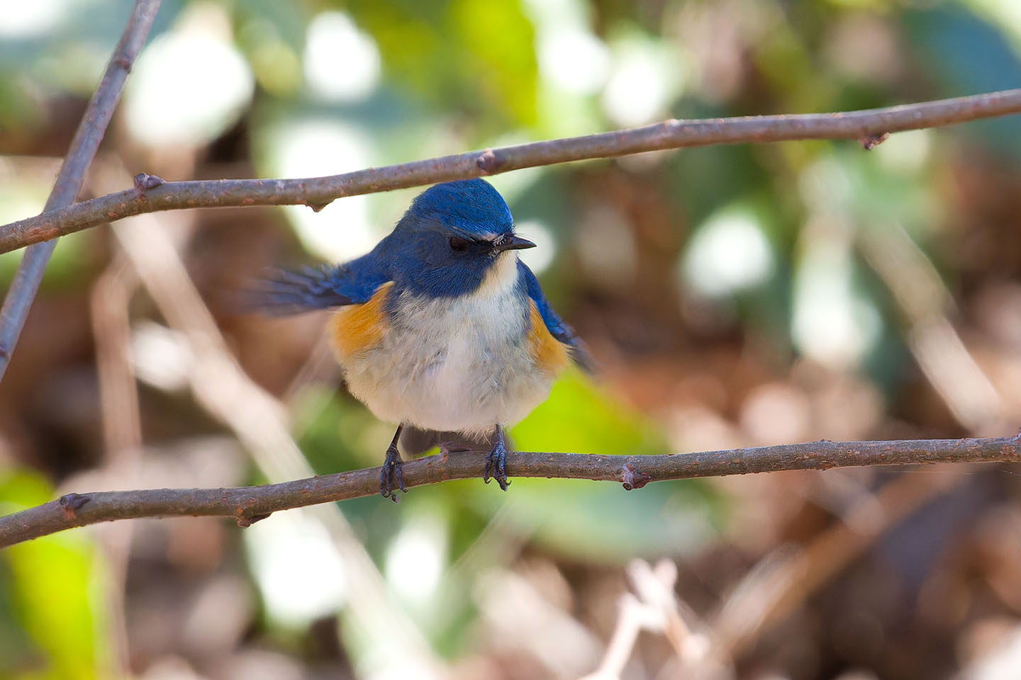 Canon EOS 60D + TAMRON SP 150-600mm F/5-6.3 Di VC USD (A011) and DxO PureRAW 3