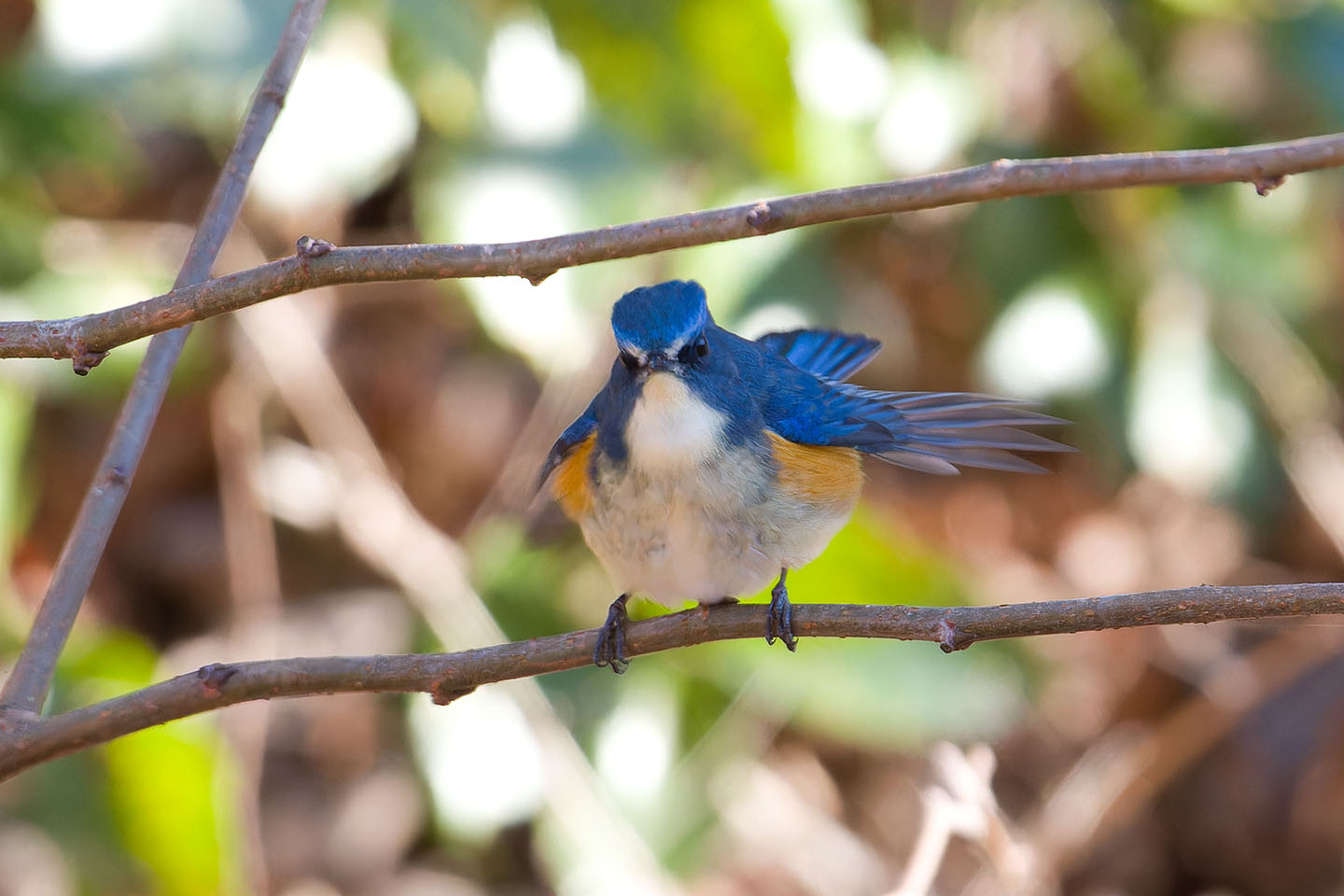 Canon EOS 60D + TAMRON SP 150-600mm F/5-6.3 Di VC USD (A011) and DxO PureRAW 3