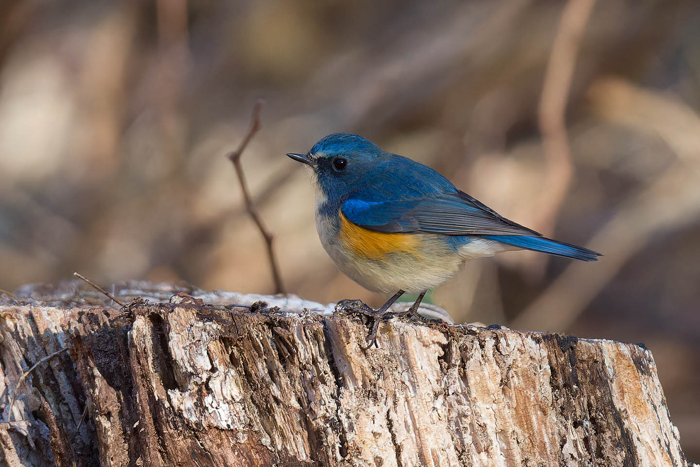 Canon EOS 60D + TAMRON SP 150-600mm F/5-6.3 Di VC USD (A011) and DxO PureRAW 3