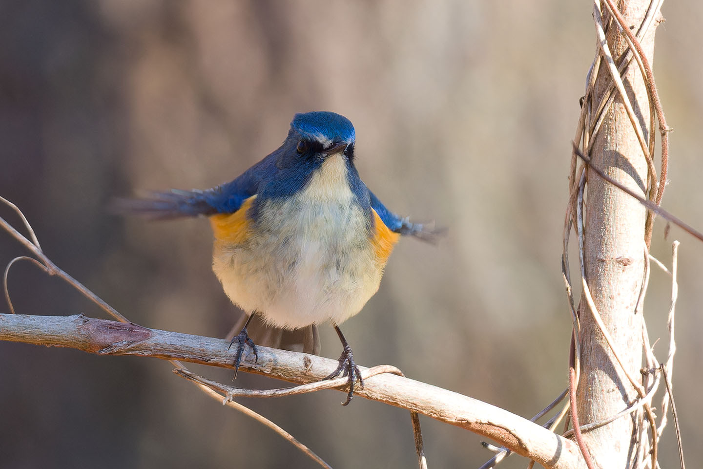 Canon EOS 60D + TAMRON SP 150-600mm F/5-6.3 Di VC USD (A011) and DxO PureRAW 3