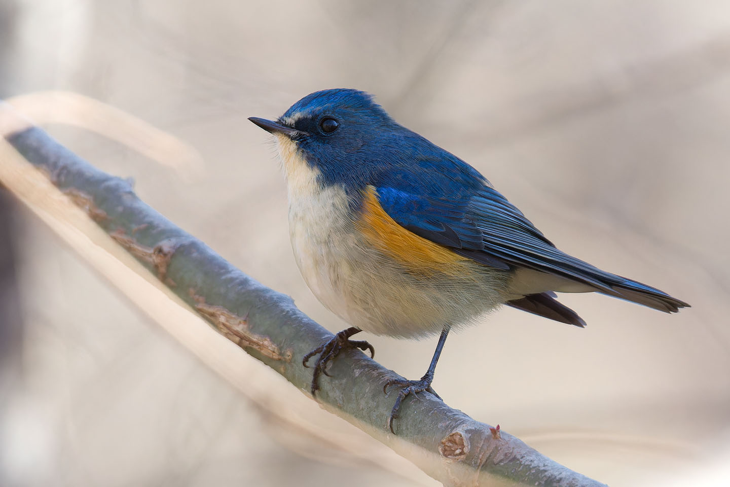 Canon EOS 60D + TAMRON SP 150-600mm F/5-6.3 Di VC USD (A011) and DxO PureRAW 3