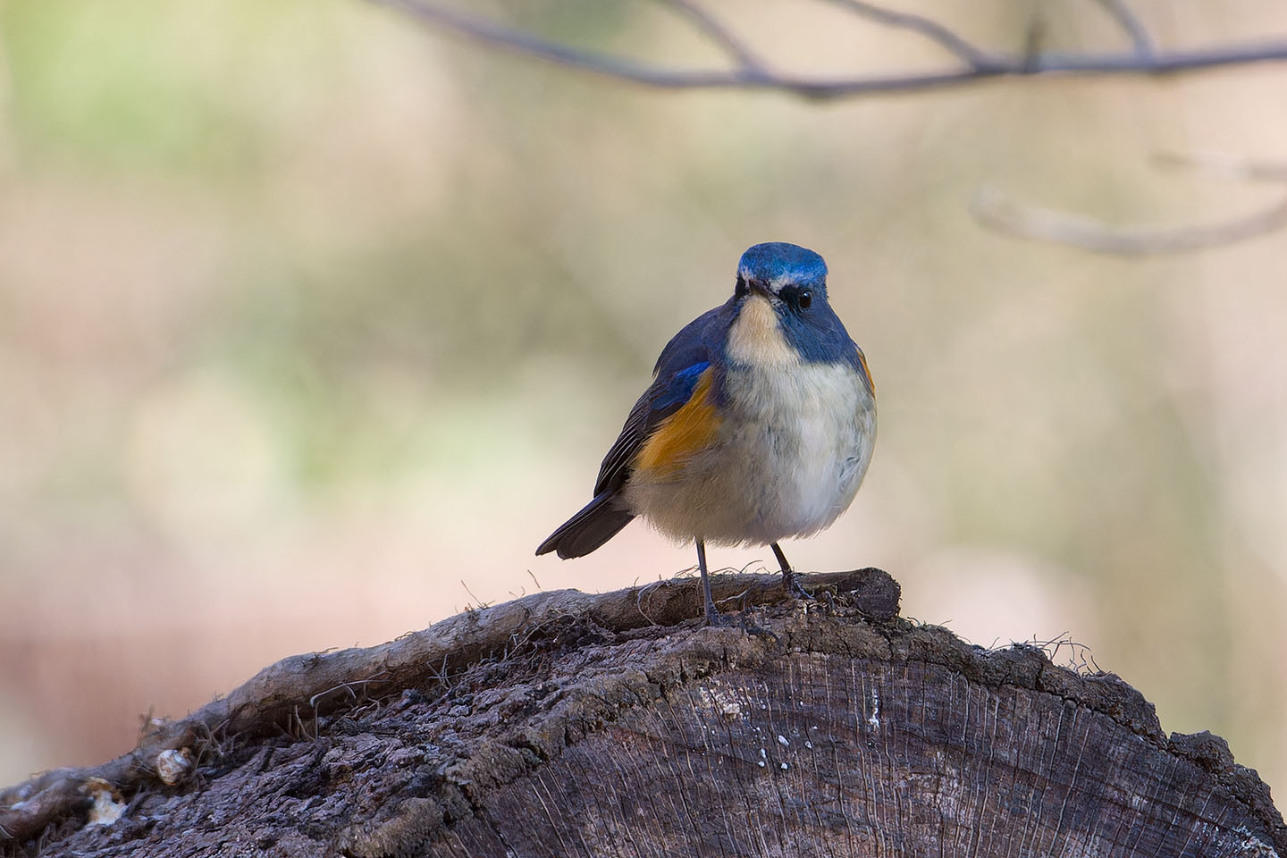 Canon EOS 60D + TAMRON SP 150-600mm F/5-6.3 Di VC USD (A011) and DxO PureRAW 3