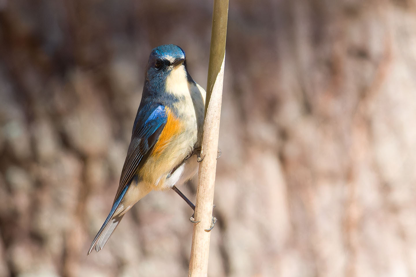 Canon EOS 60D + TAMRON SP 150-600mm F/5-6.3 Di VC USD (A011) and DxO PureRAW 3