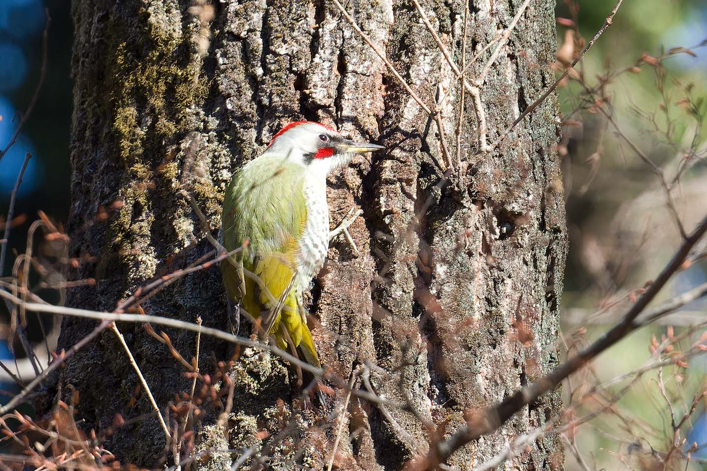 Canon EOS 60D + TAMRON SP 150-600mm F/5-6.3 Di VC USD (A011) and DxO PureRAW 3