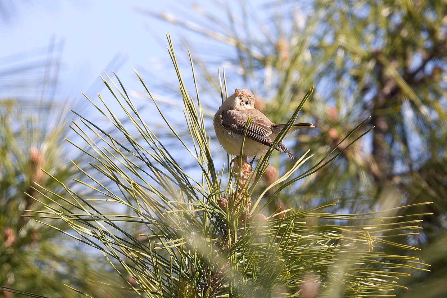 Canon EOS 60D + TAMRON SP 150-600mm F/5-6.3 Di VC USD (A011) and DxO PureRAW 3