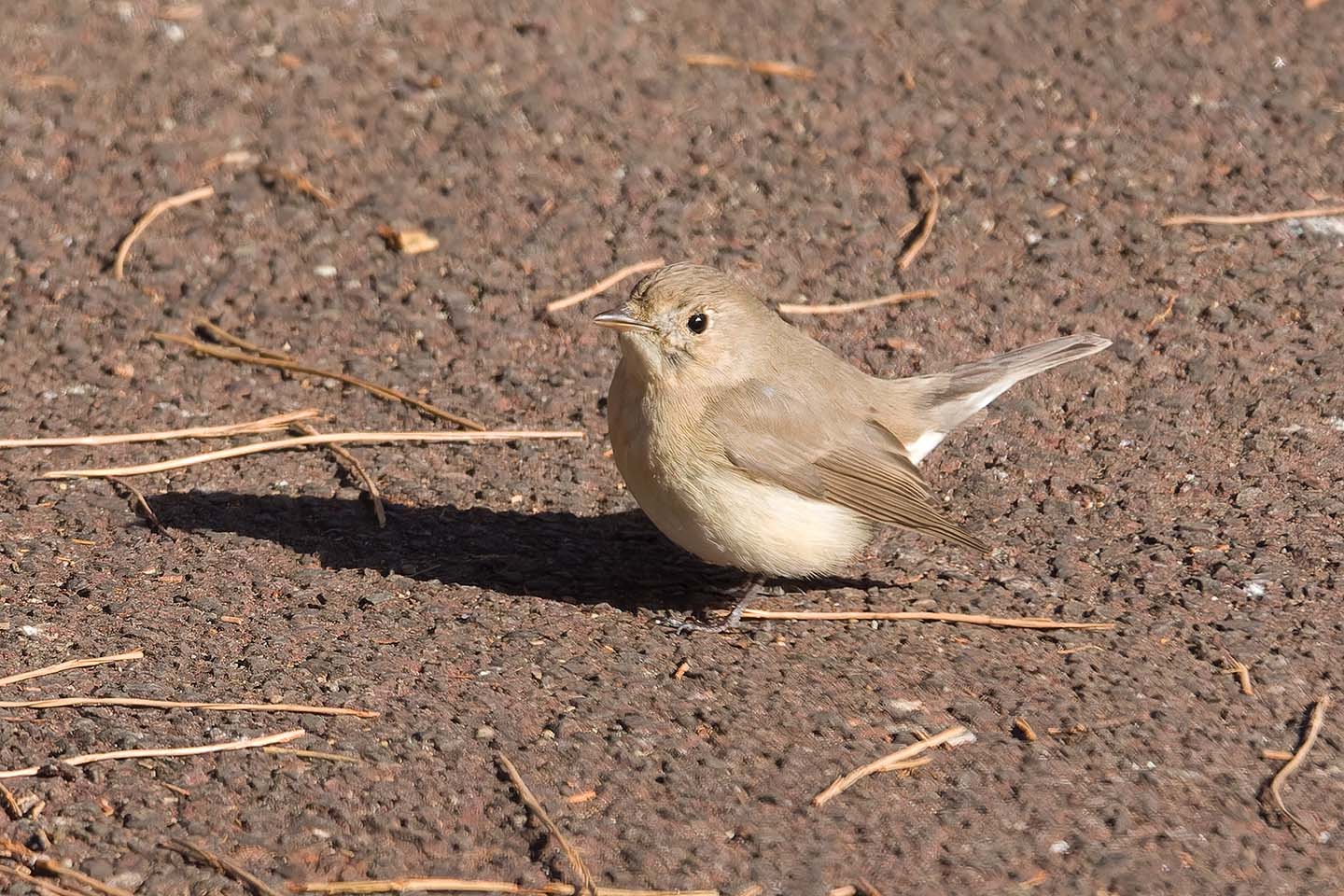 Canon EOS 60D + TAMRON SP 150-600mm F/5-6.3 Di VC USD (A011) and DxO PureRAW 3