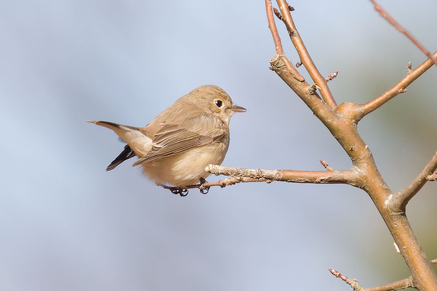 Canon EOS 60D + TAMRON SP 150-600mm F/5-6.3 Di VC USD (A011) and DxO PureRAW 3