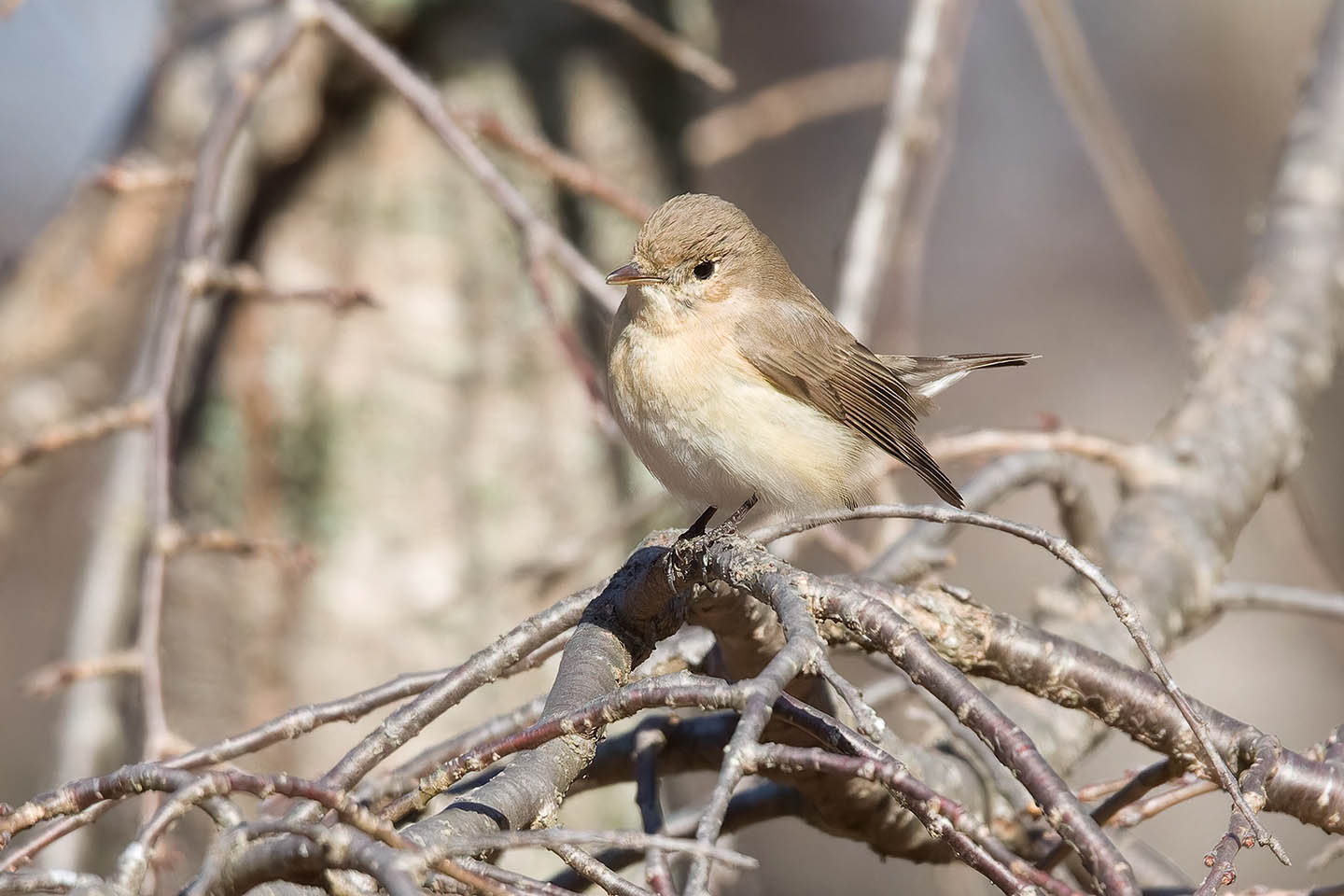 Canon EOS 60D + TAMRON SP 150-600mm F/5-6.3 Di VC USD (A011) and DxO PureRAW 3