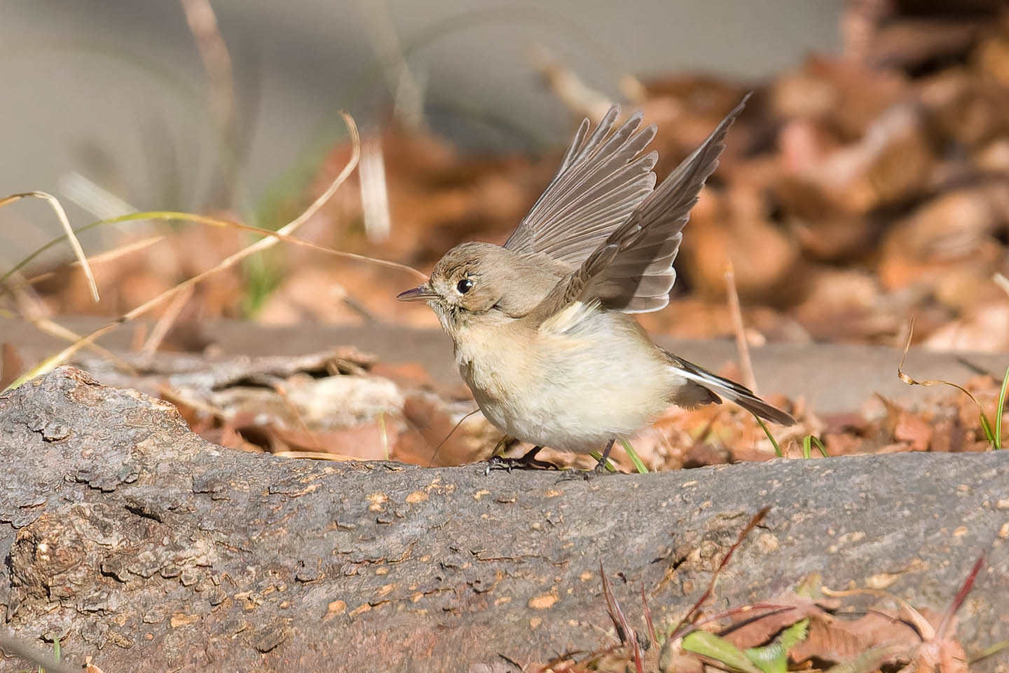 Canon EOS 60D + TAMRON SP 150-600mm F/5-6.3 Di VC USD (A011) and DxO PureRAW 3