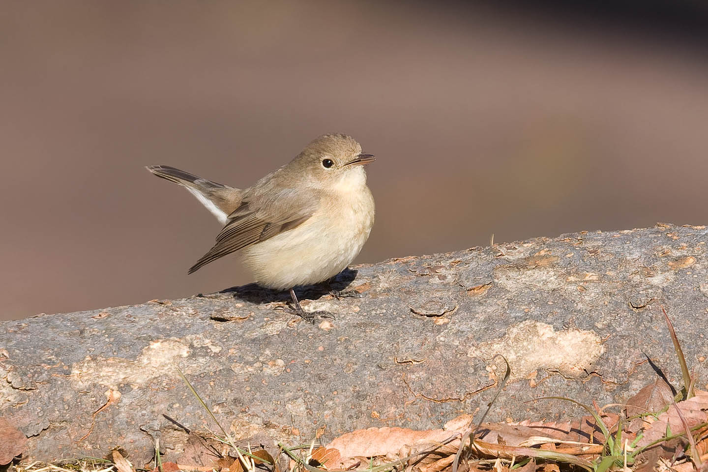 Canon EOS 60D + TAMRON SP 150-600mm F/5-6.3 Di VC USD (A011) and DxO PureRAW 3