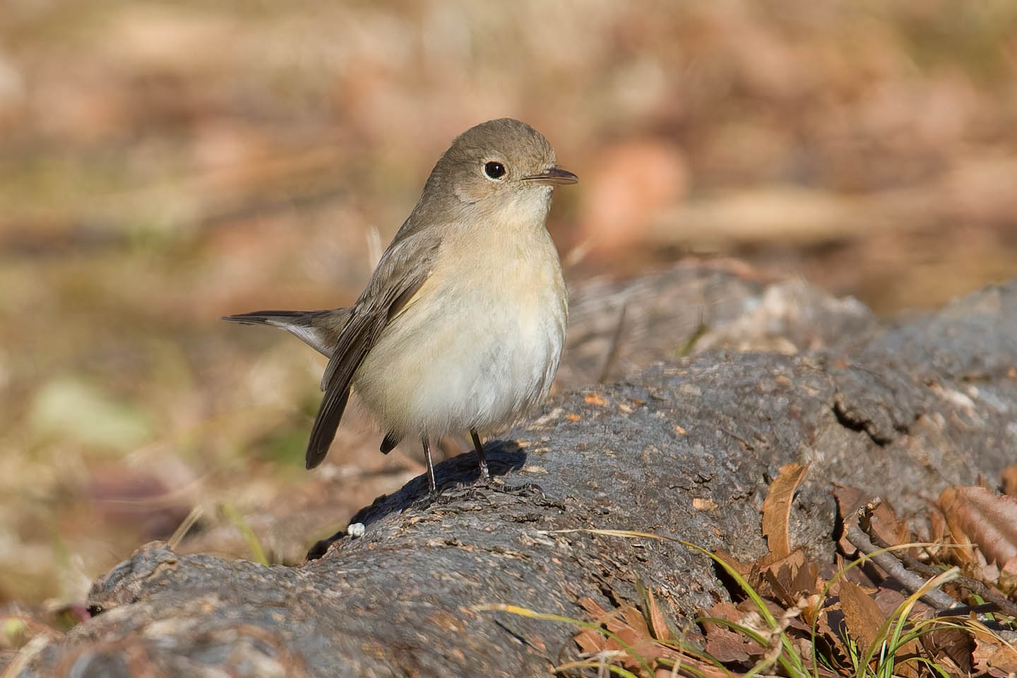 Canon EOS 60D + TAMRON SP 150-600mm F/5-6.3 Di VC USD (A011) and DxO PureRAW 3