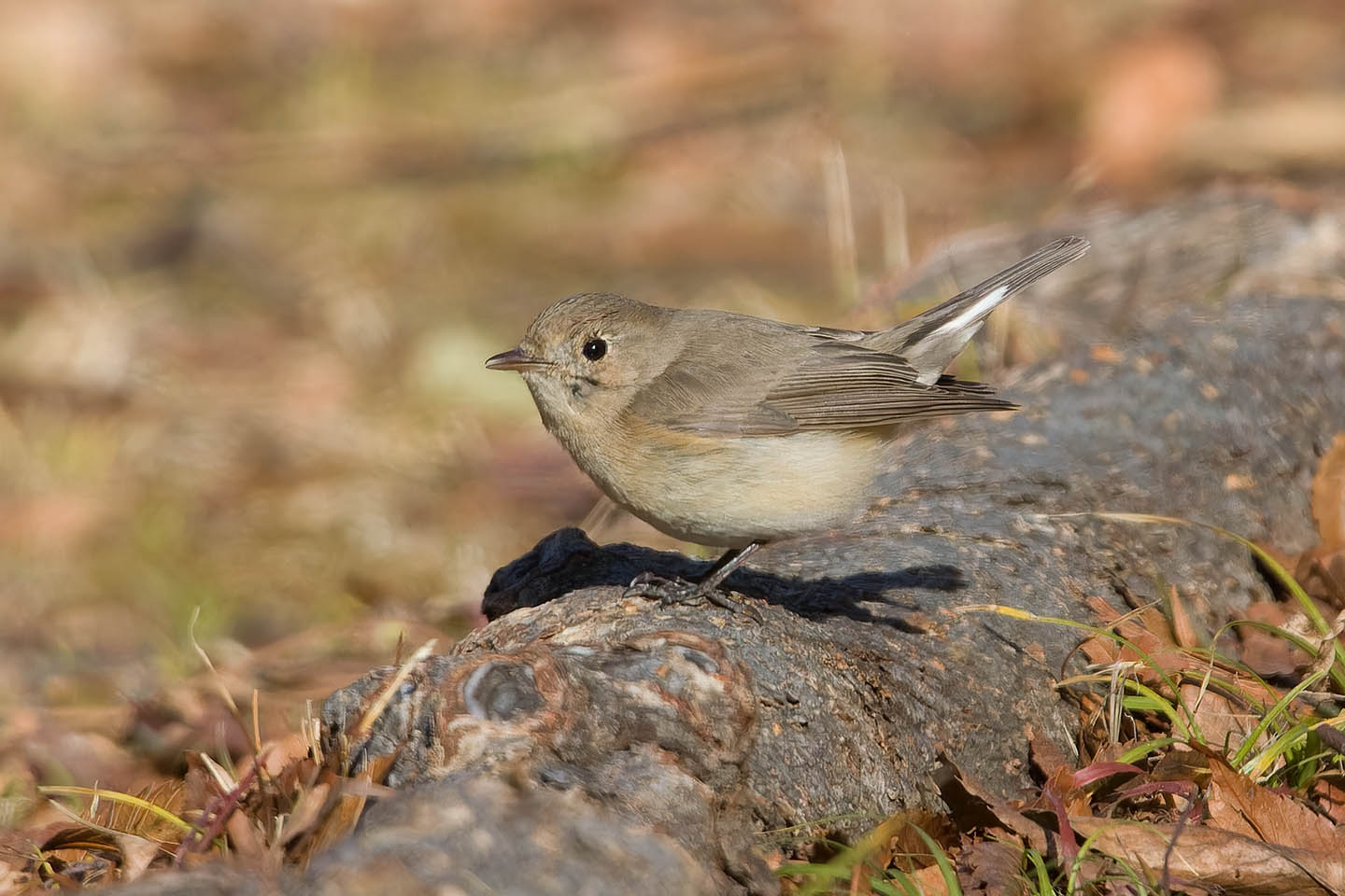 Canon EOS 60D + TAMRON SP 150-600mm F/5-6.3 Di VC USD (A011) and DxO PureRAW 3