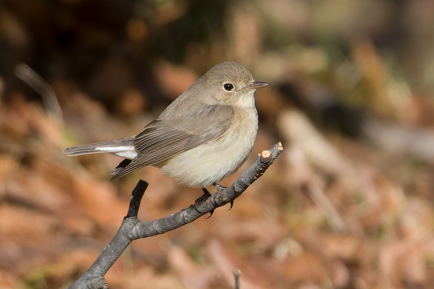 Canon EOS 60D + TAMRON SP 150-600mm F/5-6.3 Di VC USD (A011) and DxO PureRAW 3