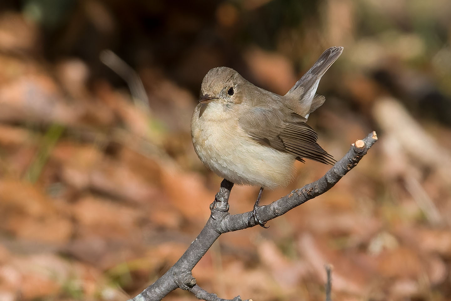 Canon EOS 60D + TAMRON SP 150-600mm F/5-6.3 Di VC USD (A011) and DxO PureRAW 3