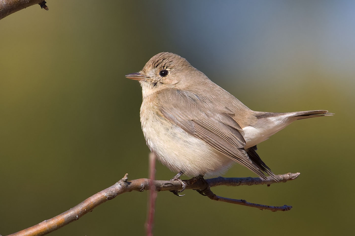 Canon EOS 60D + TAMRON SP 150-600mm F/5-6.3 Di VC USD (A011) and DxO PureRAW 3