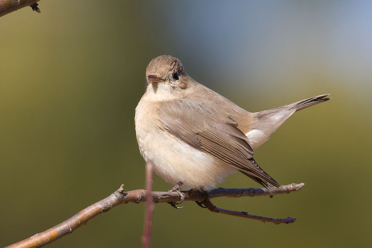 Canon EOS 60D + TAMRON SP 150-600mm F/5-6.3 Di VC USD (A011) and DxO PureRAW 3