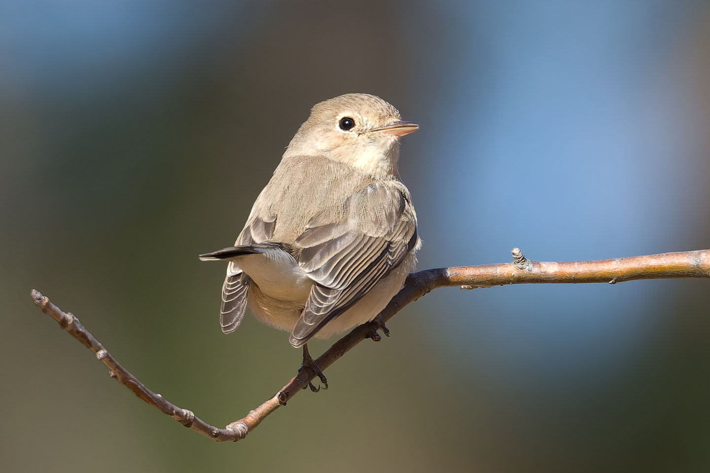 Canon EOS 60D + TAMRON SP 150-600mm F/5-6.3 Di VC USD (A011) and DxO PureRAW 3