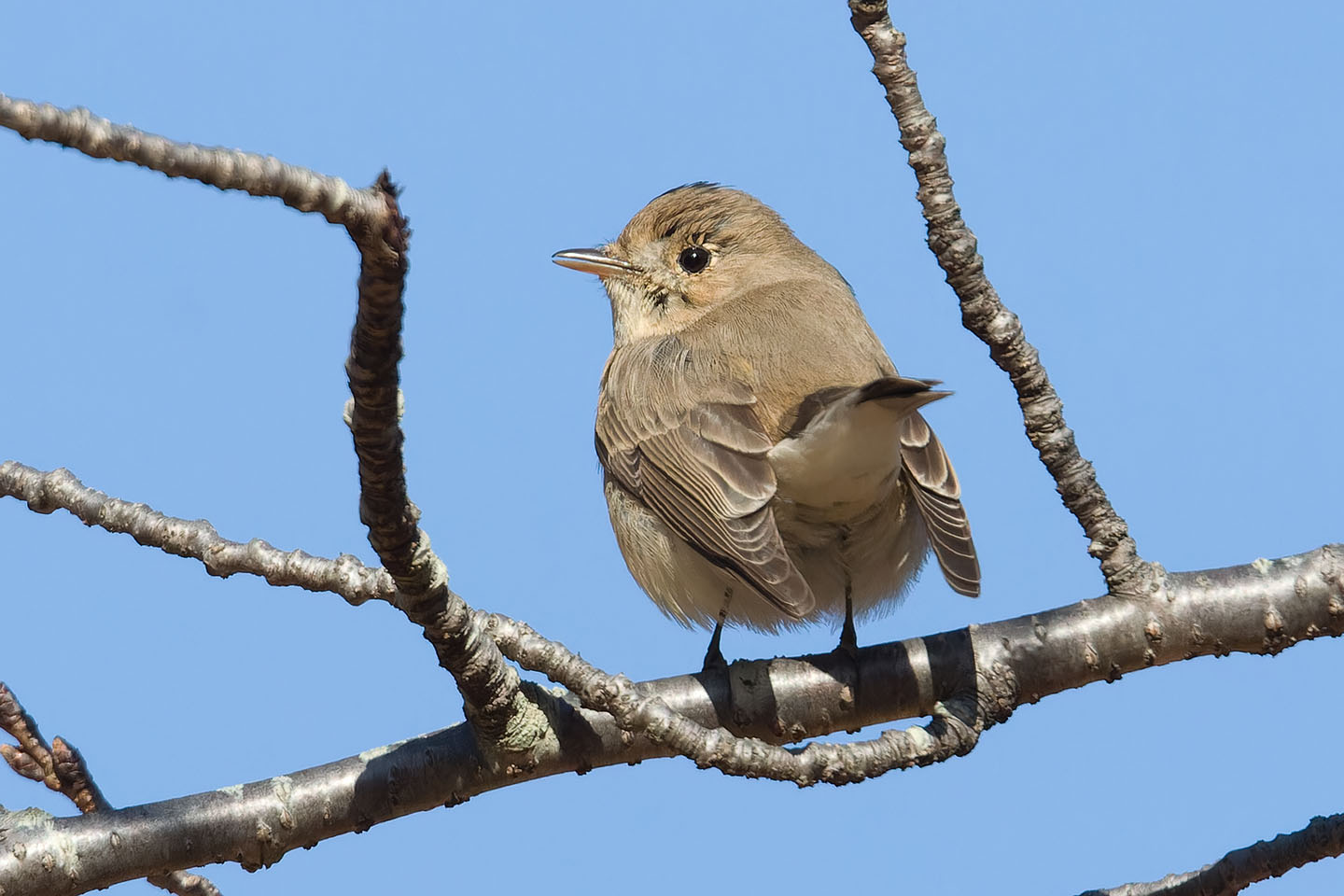 Canon EOS 60D + TAMRON SP 150-600mm F/5-6.3 Di VC USD (A011) and DxO PureRAW 3