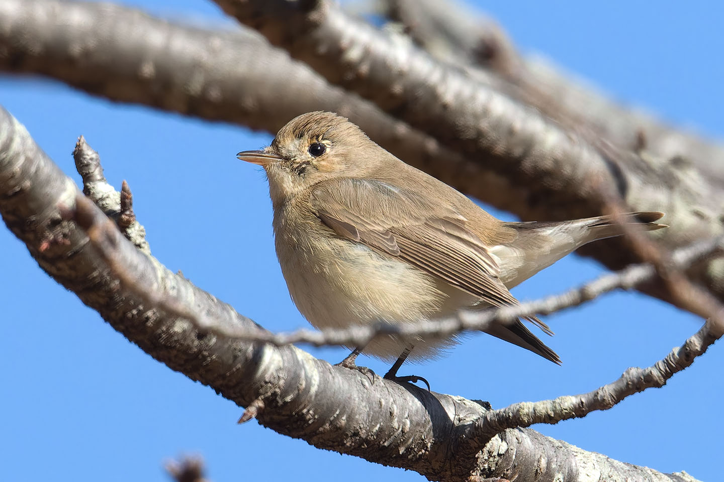 Canon EOS 60D + TAMRON SP 150-600mm F/5-6.3 Di VC USD (A011) and DxO PureRAW 3