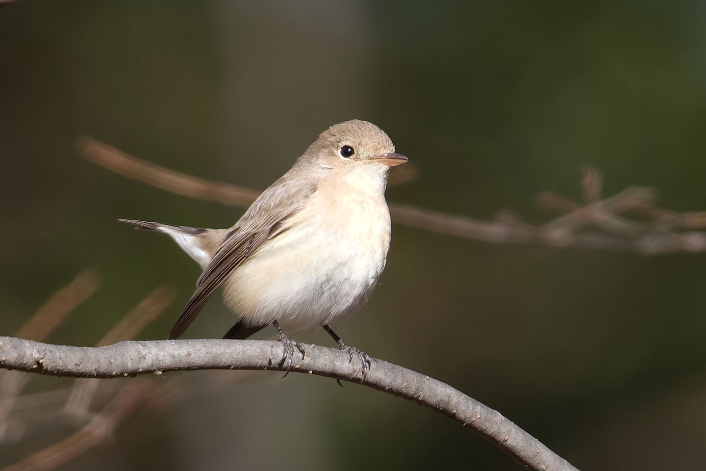 Canon EOS 60D + TAMRON SP 150-600mm F/5-6.3 Di VC USD (A011) and DxO PureRAW 3