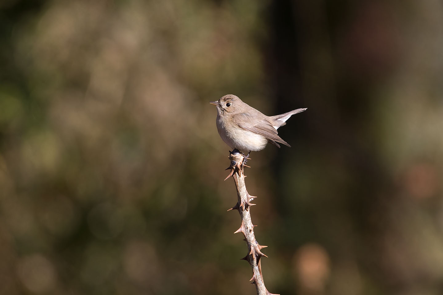 Canon EOS 60D + TAMRON SP 150-600mm F/5-6.3 Di VC USD (A011) and DxO PureRAW 3