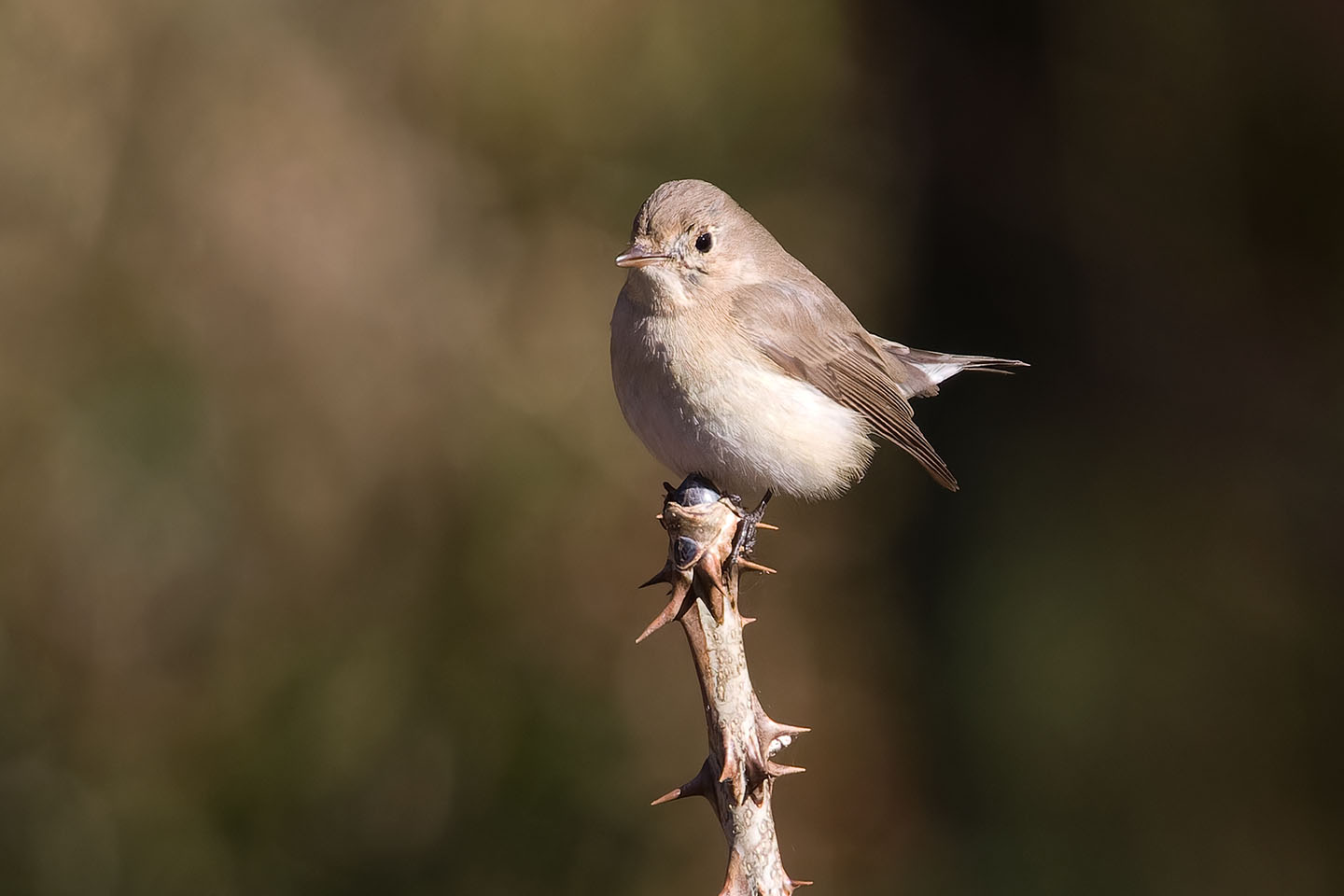 Canon EOS 60D + TAMRON SP 150-600mm F/5-6.3 Di VC USD (A011) and DxO PureRAW 3