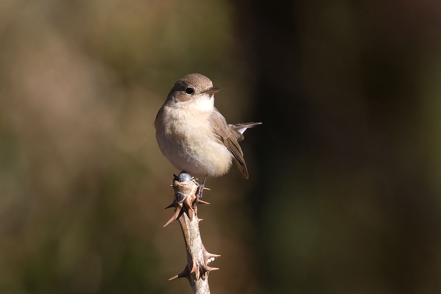 Canon EOS 60D + TAMRON SP 150-600mm F/5-6.3 Di VC USD (A011) and DxO PureRAW 3