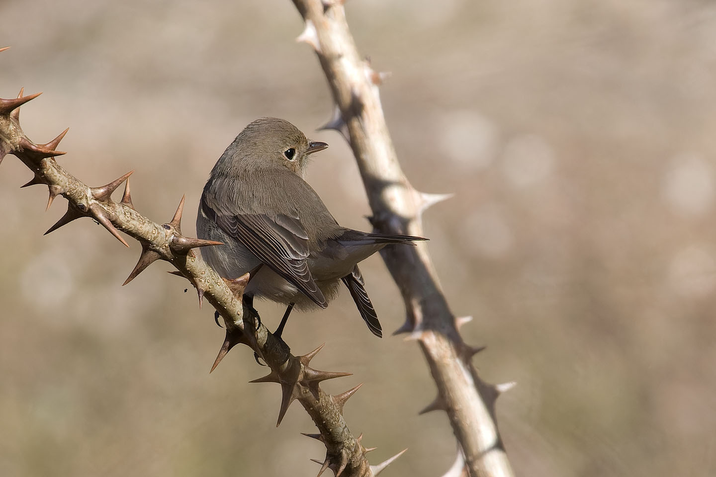 Canon EOS 60D + TAMRON SP 150-600mm F/5-6.3 Di VC USD (A011) and DxO PureRAW 3