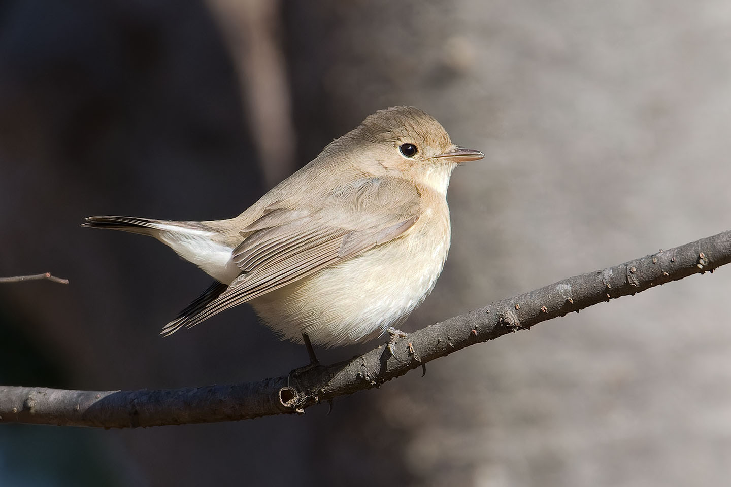 Canon EOS 60D + TAMRON SP 150-600mm F/5-6.3 Di VC USD (A011) and DxO PureRAW 3