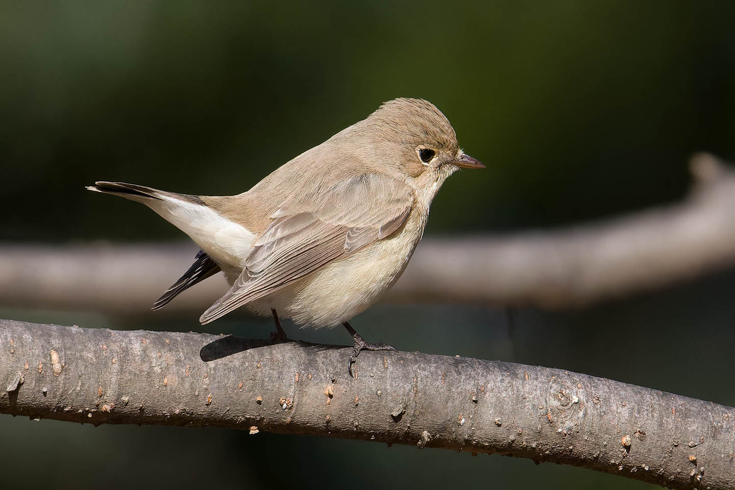 Canon EOS 60D + TAMRON SP 150-600mm F/5-6.3 Di VC USD (A011) and DxO PureRAW 3