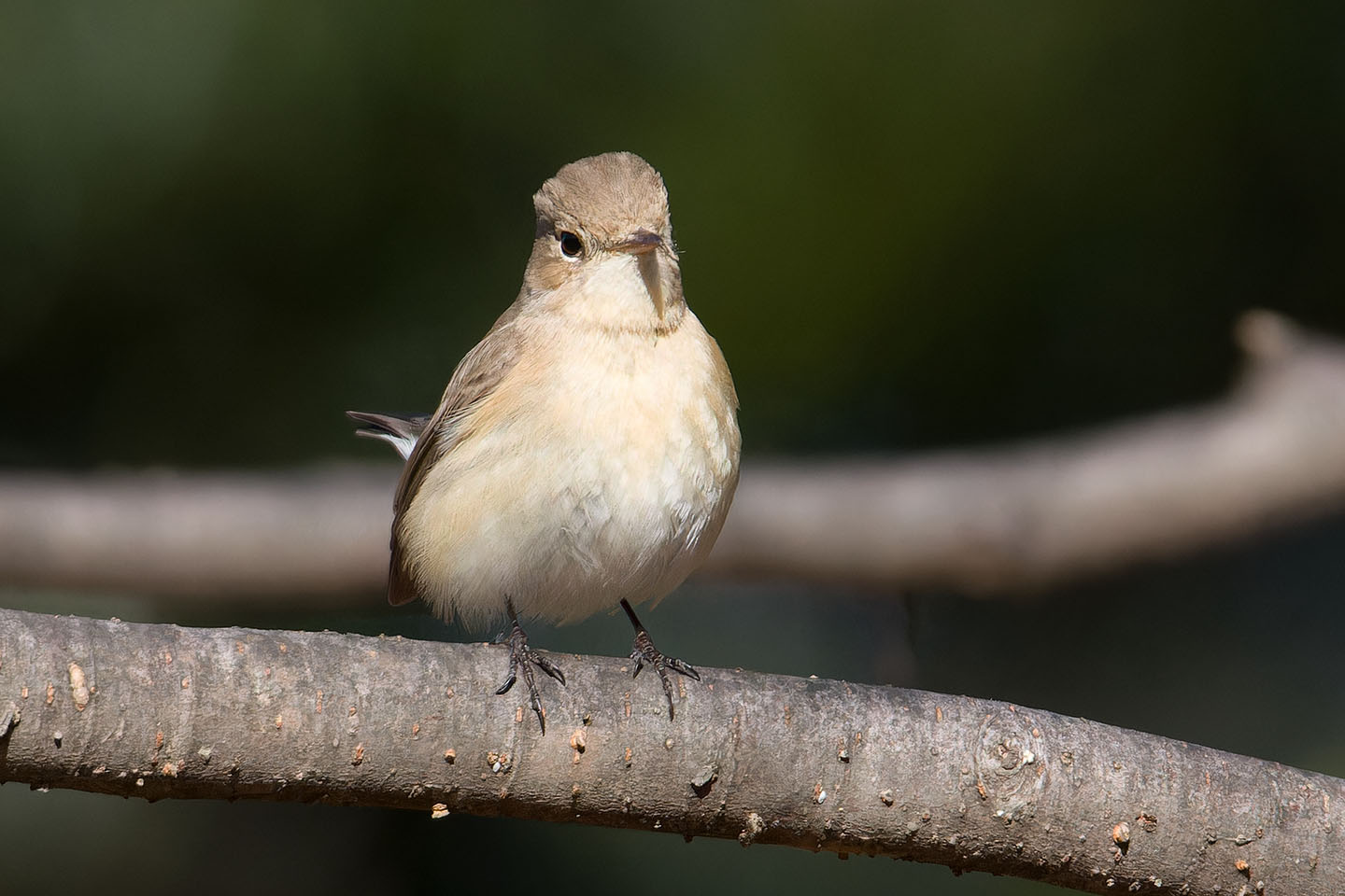 Canon EOS 60D + TAMRON SP 150-600mm F/5-6.3 Di VC USD (A011) and DxO PureRAW 3