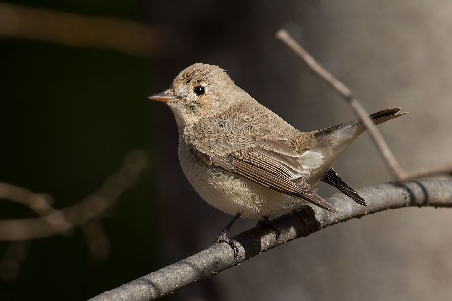 Canon EOS 60D + TAMRON SP 150-600mm F/5-6.3 Di VC USD (A011) and DxO PureRAW 3