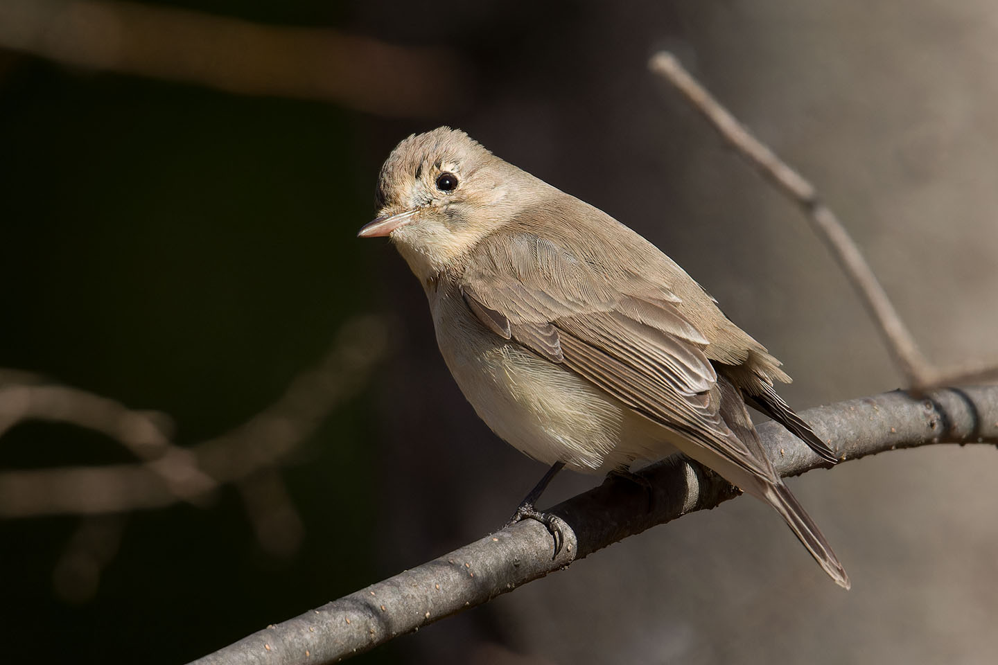 Canon EOS 60D + TAMRON SP 150-600mm F/5-6.3 Di VC USD (A011) and DxO PureRAW 3