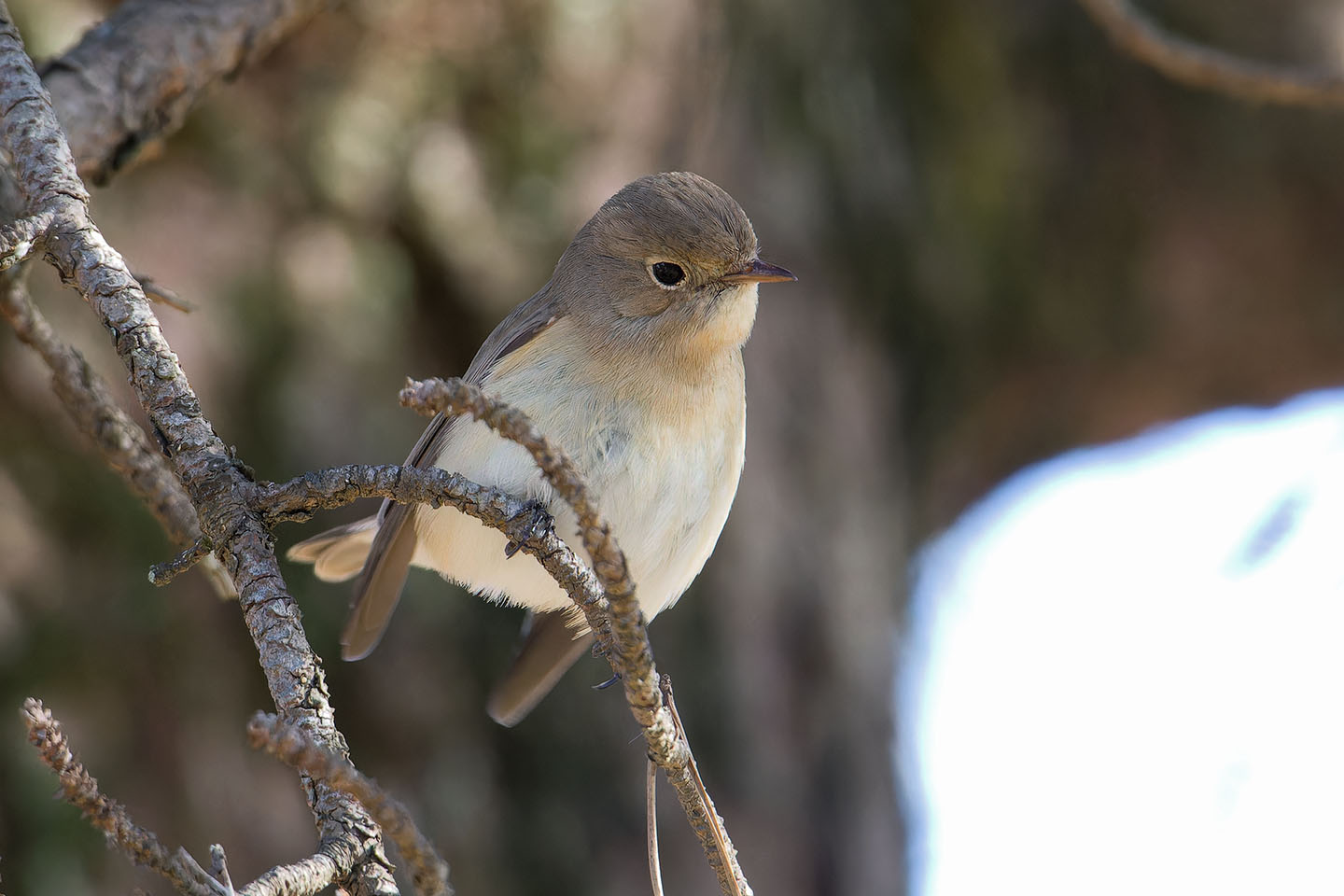 Canon EOS 60D + TAMRON SP 150-600mm F/5-6.3 Di VC USD (A011) and DxO PureRAW 3