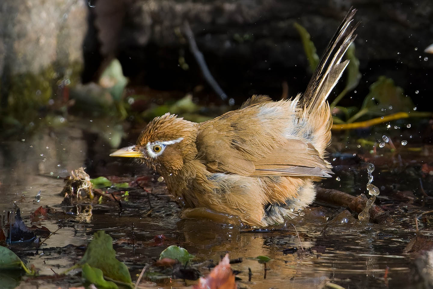 Canon EOS 60D + TAMRON SP 150-600mm F/5-6.3 Di VC USD (A011) and DxO PureRAW 3