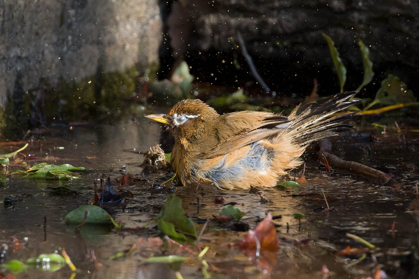 Canon EOS 60D + TAMRON SP 150-600mm F/5-6.3 Di VC USD (A011) and DxO PureRAW 3