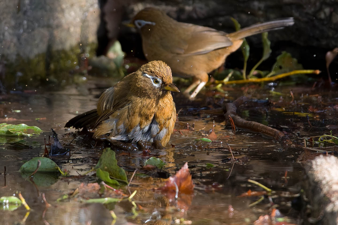 Canon EOS 60D + TAMRON SP 150-600mm F/5-6.3 Di VC USD (A011) and DxO PureRAW 3