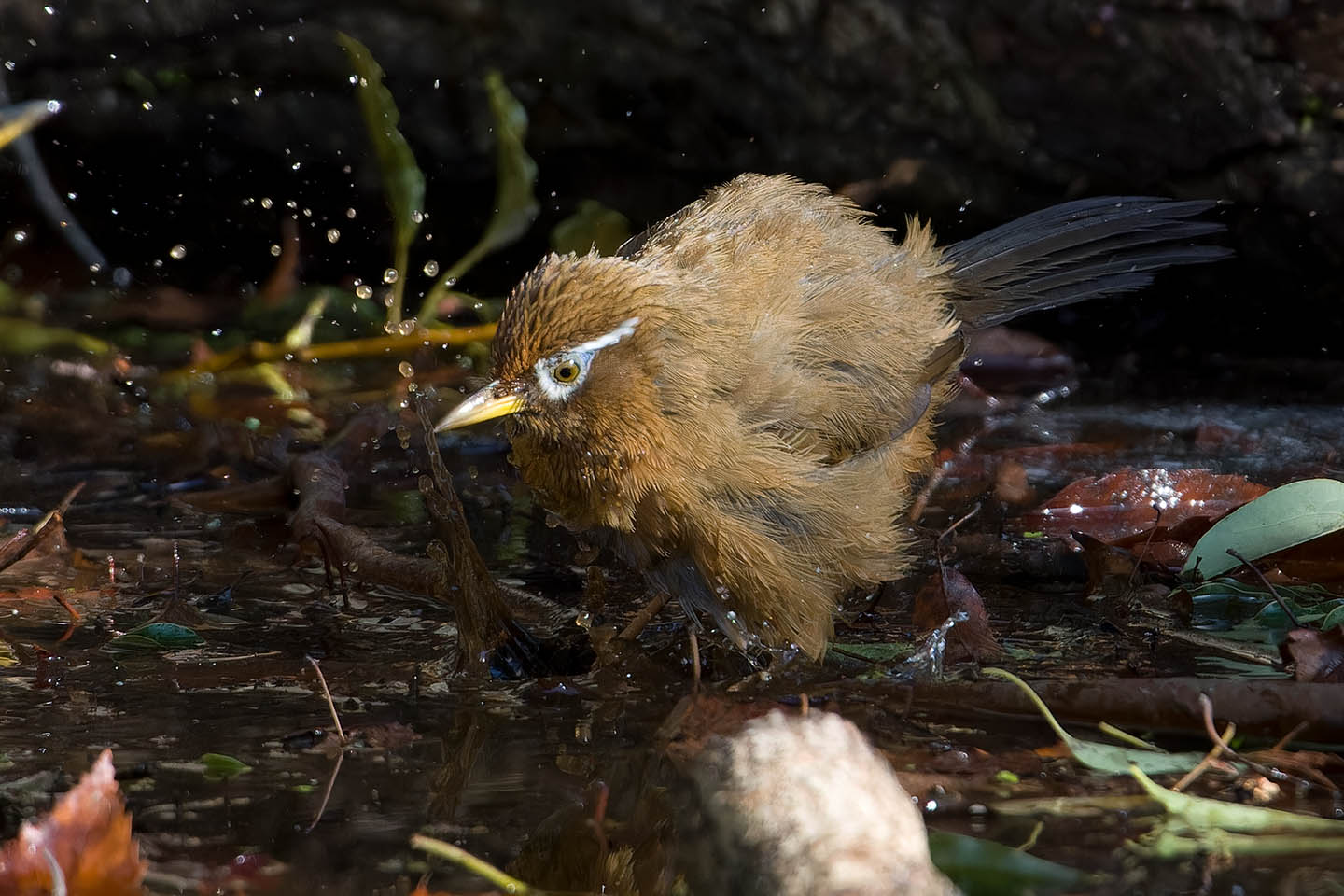 Canon EOS 60D + TAMRON SP 150-600mm F/5-6.3 Di VC USD (A011) and DxO PureRAW 3