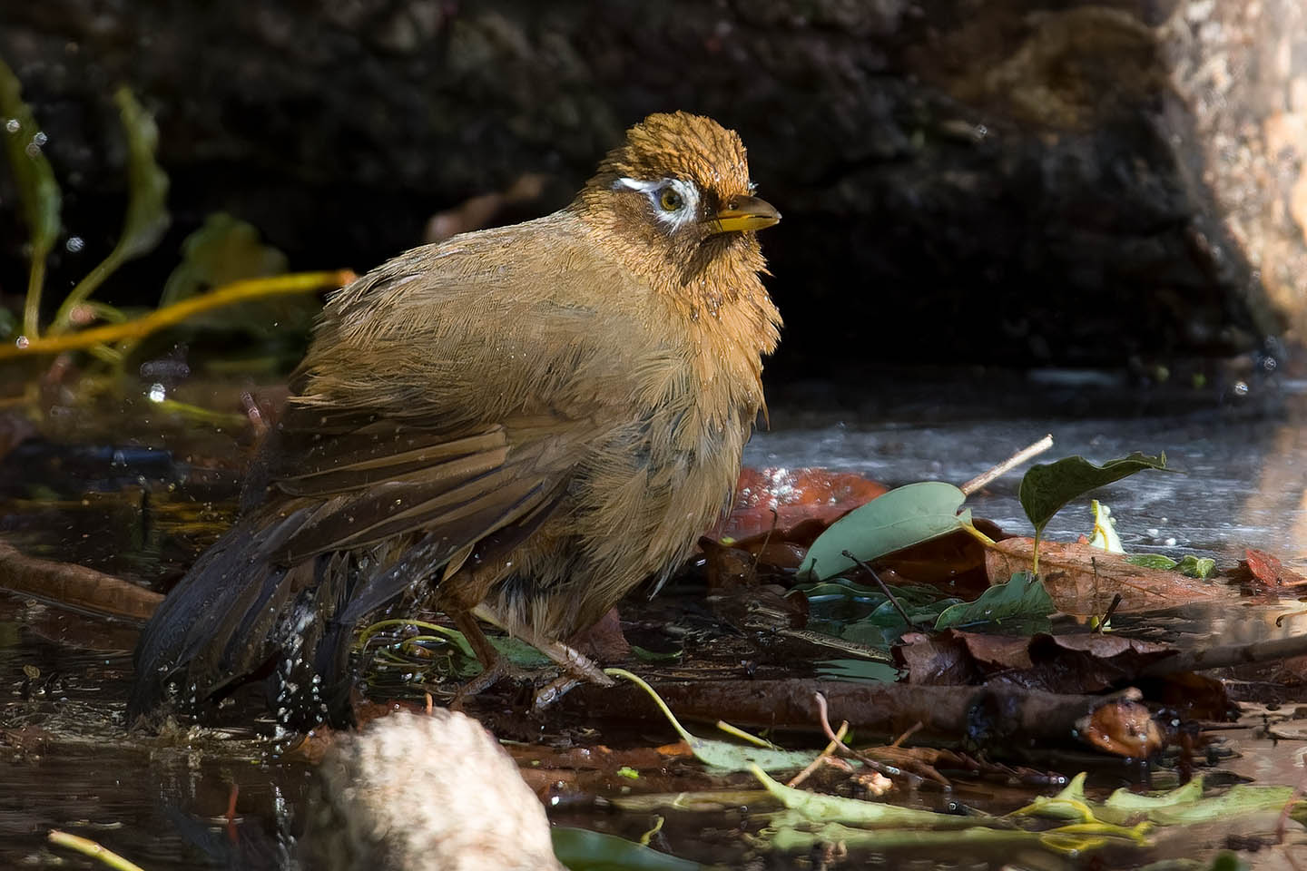 Canon EOS 60D + TAMRON SP 150-600mm F/5-6.3 Di VC USD (A011) and DxO PureRAW 3