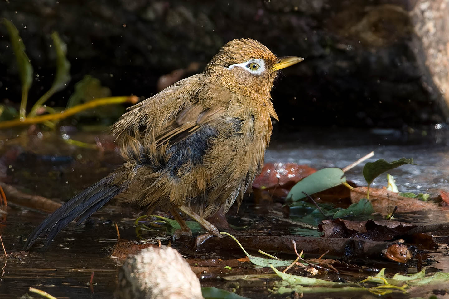 Canon EOS 60D + TAMRON SP 150-600mm F/5-6.3 Di VC USD (A011) and DxO PureRAW 3